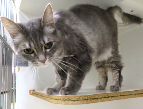 GRAY, an adoptable Domestic Medium Hair in Oklahoma City, OK