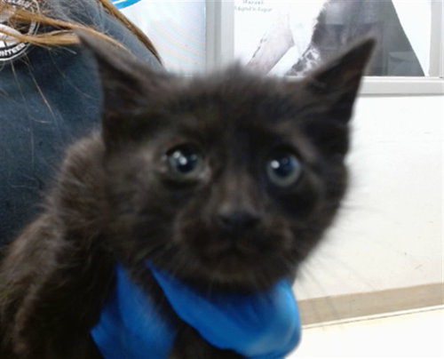 A472419 - Domestic Short Hair for adoption in Oklahoma City