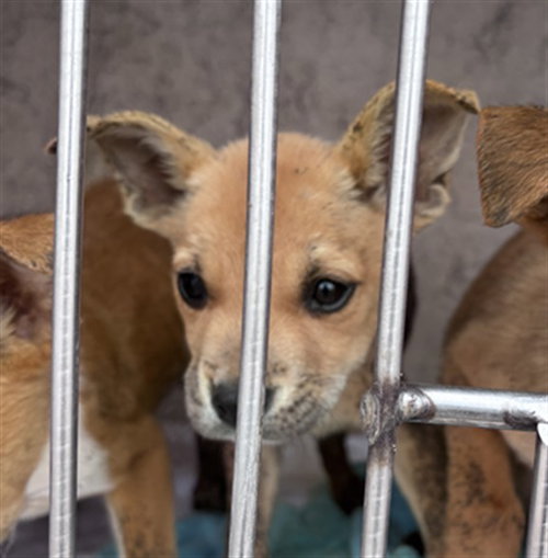 A474858, an adoptable Terrier in Oklahoma City, OK