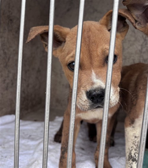 A474860, an adoptable Terrier in Oklahoma City, OK