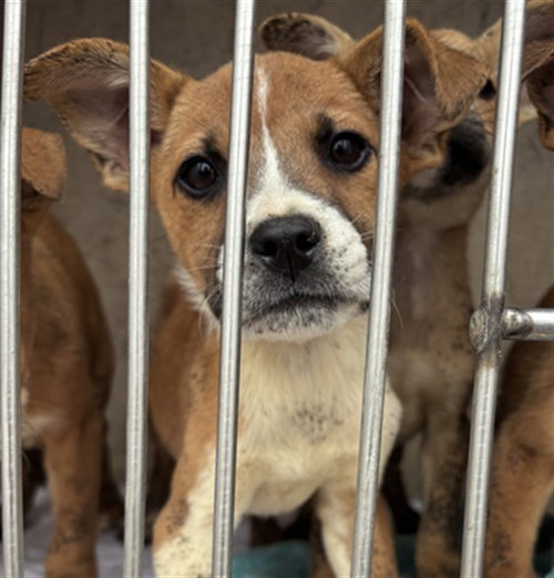 A474861, an adoptable Terrier in Oklahoma City, OK