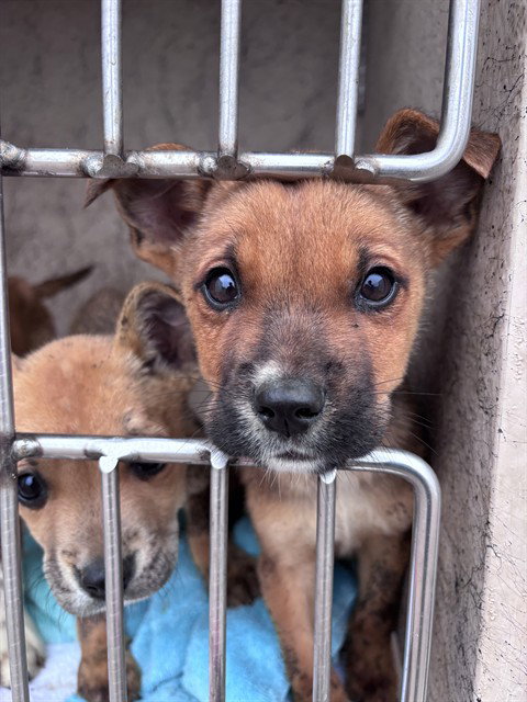A474862, an adoptable Terrier in Oklahoma City, OK