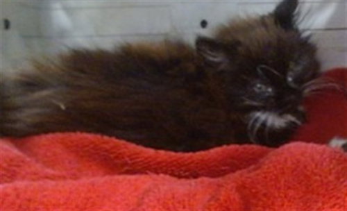 A474607, Baby Domestic Short Hair (medium coat), cat for adoption in Moore, Oklahoma