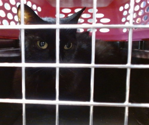 A474719, Adult Domestic Short Hair (medium coat), cat for adoption in Moore, Oklahoma