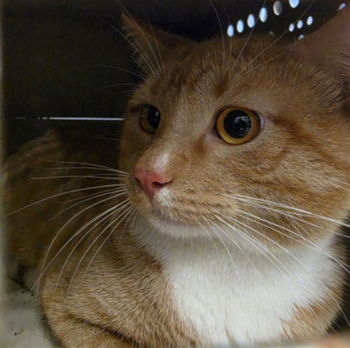 A474738, Adult Domestic Short Hair (medium coat), cat for adoption in Moore, Oklahoma