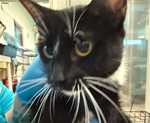 A473435, Adult Domestic Short Hair (medium coat), cat for adoption in Moore, Oklahoma