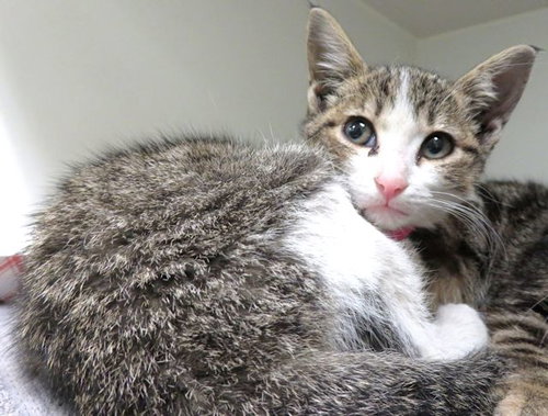 PUDDING, Baby Domestic Short Hair (medium coat), cat for adoption in Moore, Oklahoma