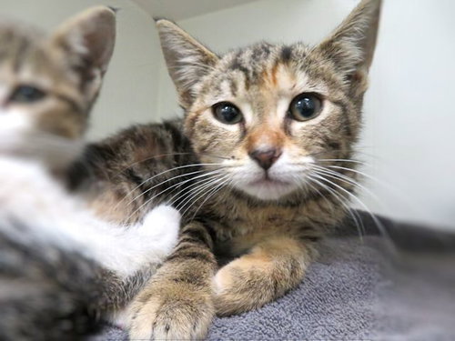 BUBBLES, Baby Domestic Short Hair (medium coat), cat for adoption in Moore, Oklahoma