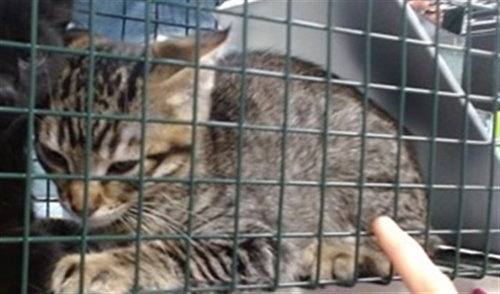 A474838, Baby Domestic Short Hair (medium coat), cat for adoption in Moore, Oklahoma