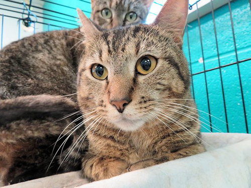MR.BABY, Adult Domestic Short Hair (medium coat), cat for adoption in Moore, Oklahoma