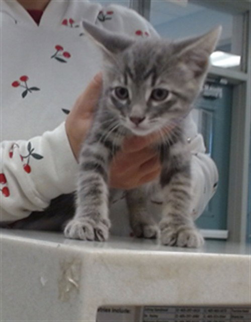 A473597, an adoptable Domestic Medium Hair in Oklahoma City, OK