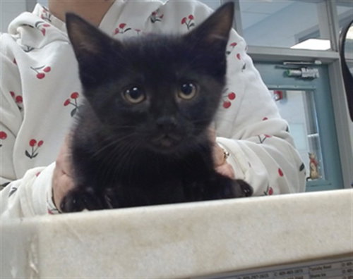 A473599, an adoptable Domestic Medium Hair in Oklahoma City, OK