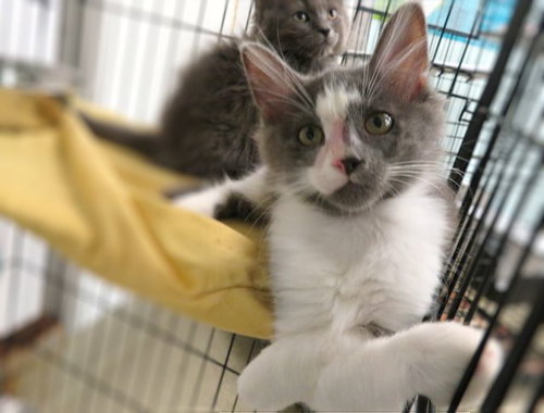 PILSBURY, an adoptable Domestic Medium Hair in Oklahoma City, OK
