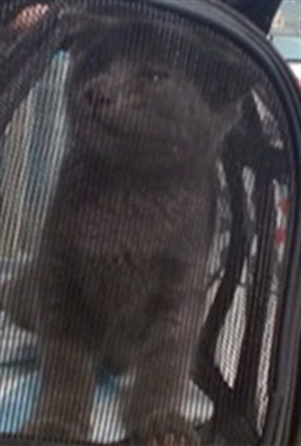 A474597, Adult Domestic Short Hair (medium coat), cat for adoption in Moore, Oklahoma