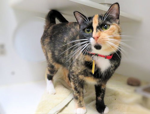 A473349, Young Domestic Short Hair (medium coat), cat for adoption in Moore, Oklahoma