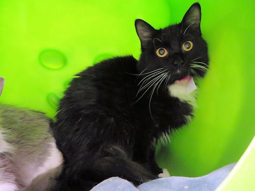 SISSY, Young Domestic Short Hair (medium coat), cat for adoption in Moore, Oklahoma