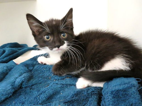 GERBIL, Baby Domestic Short Hair (medium coat), cat for adoption in Moore, Oklahoma