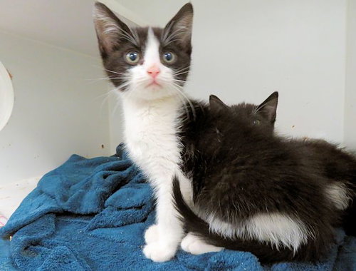 A474623, Baby Domestic Short Hair (medium coat), cat for adoption in Moore, Oklahoma