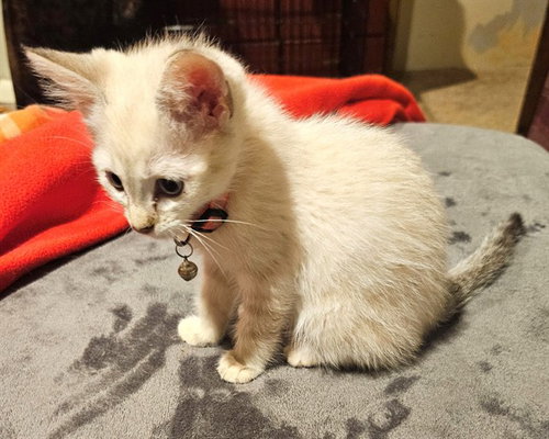 SNOW WHITE, Baby Domestic Short Hair (medium coat), cat for adoption in Moore, Oklahoma
