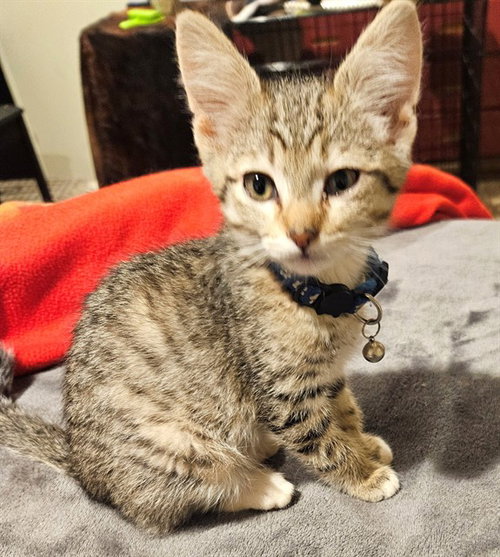 DOC, Baby Domestic Short Hair (medium coat), cat for adoption in Moore, Oklahoma