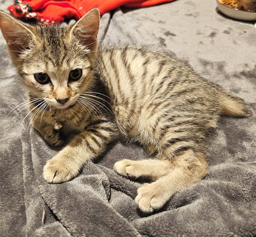 DORA, Baby Domestic Short Hair (medium coat), cat for adoption in Moore, Oklahoma