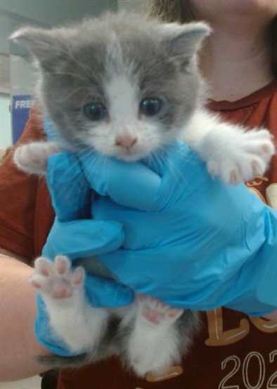 JAYNA, Baby Domestic Short Hair (medium coat), cat for adoption in Moore, Oklahoma