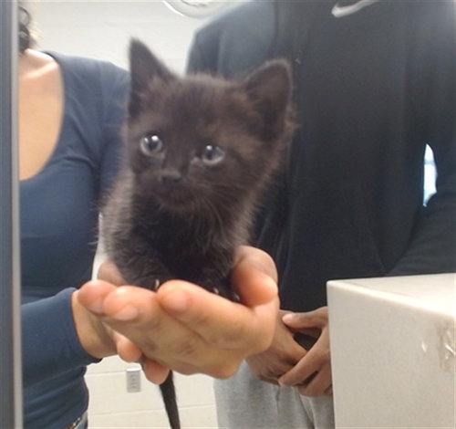 A472979, Baby Domestic Short Hair (medium coat), cat for adoption in Moore, Oklahoma