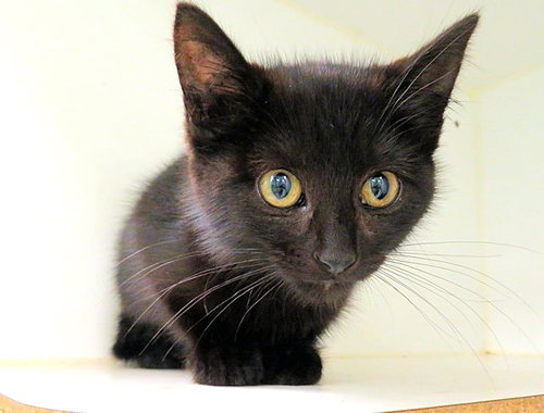 BUG, Baby Domestic Short Hair (medium coat), cat for adoption in Moore, Oklahoma