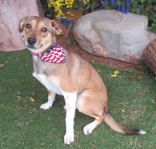 INDY, an adoptable Hound in Oklahoma City, OK