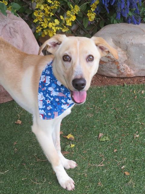 COMET, an adoptable Hound in Oklahoma City, OK