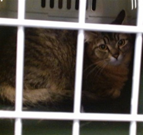 A474958, Adult Domestic Short Hair (medium coat), cat for adoption in Moore, Oklahoma