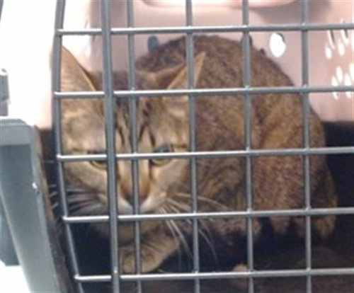 A474959, Adult Domestic Short Hair (medium coat), cat for adoption in Moore, Oklahoma