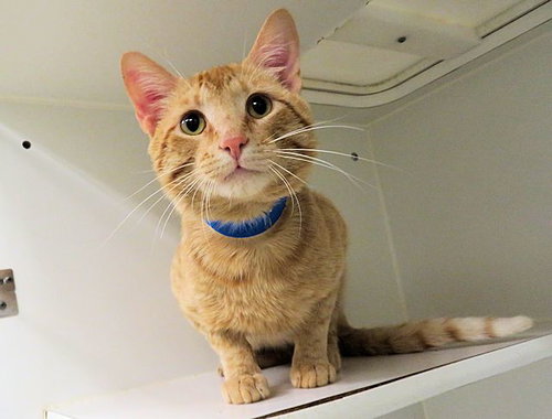 CHEESIT, Adult Domestic Short Hair (medium coat), cat for adoption in Moore, Oklahoma