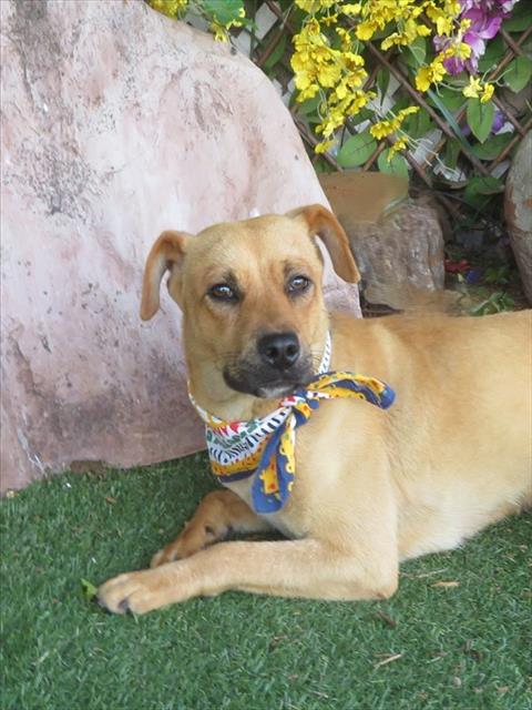 DIXIE, an adoptable Black Mouth Cur in Oklahoma City, OK