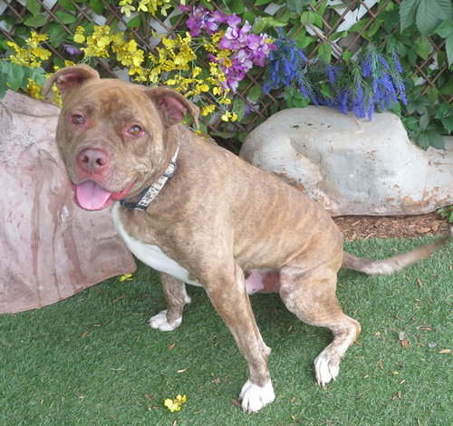 GIBSON, an adoptable Pit Bull Terrier in Oklahoma City, OK