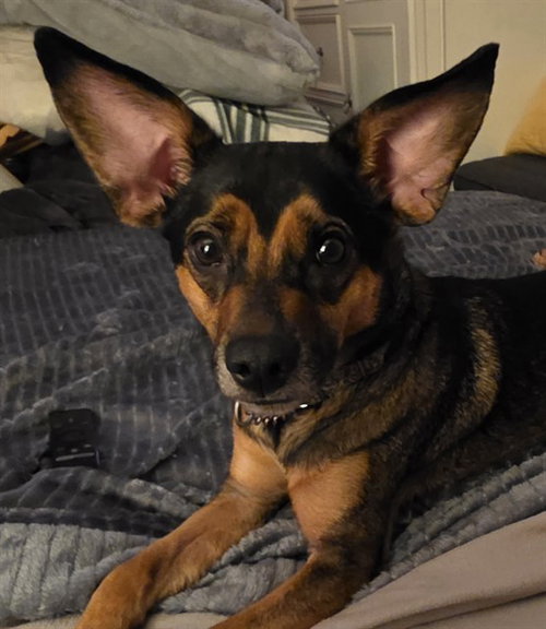 MILLIE, an adoptable Chihuahua in Oklahoma City, OK