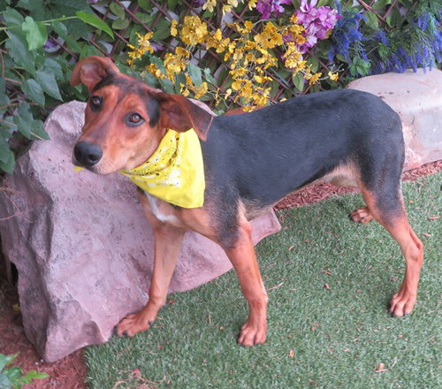 CLOVER, an adoptable Doberman Pinscher in Oklahoma City, OK