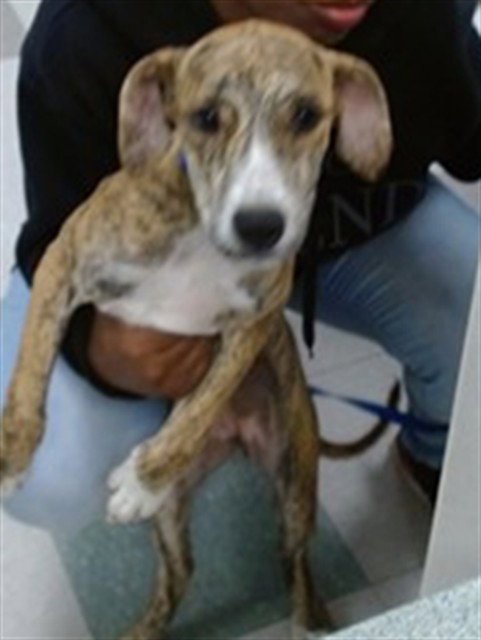 A475298, an adoptable Black Mouth Cur in Oklahoma City, OK
