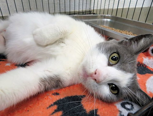 ANYA, Young Domestic Short Hair (medium coat), cat for adoption in Okc, Oklahoma