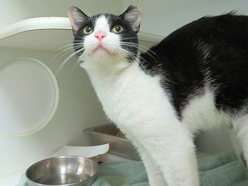 ORION, Adult Domestic Short Hair (medium coat), cat for adoption in Edmond, Oklahoma