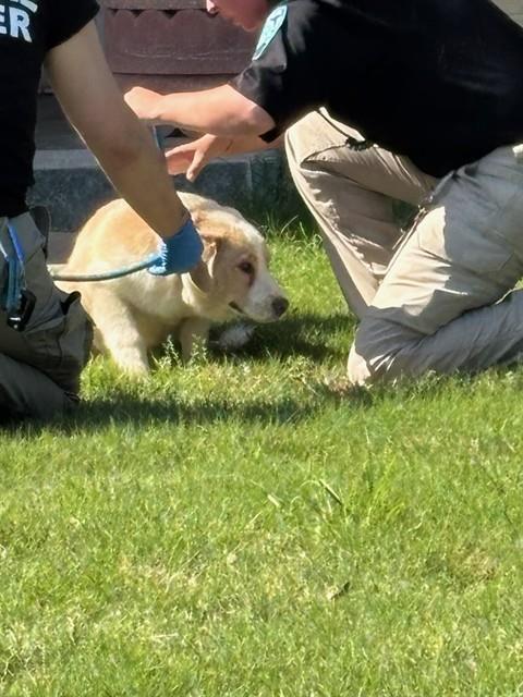 BUDDY