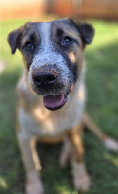 BO