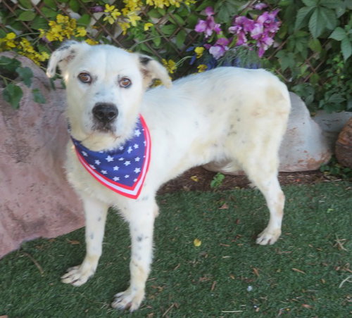 MARTHA, an adoptable Pit Bull Terrier in Oklahoma City, OK