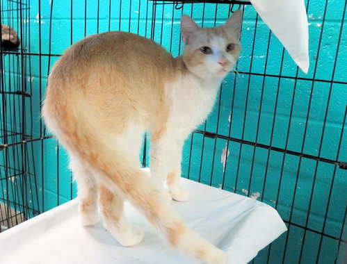 A475466, an adoptable Domestic Short Hair in Oklahoma City, OK