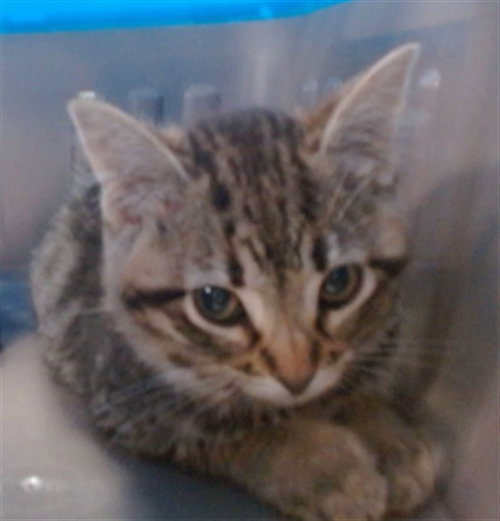 A475511, Adult Domestic Short Hair (medium coat), cat for adoption in Edmond, Oklahoma