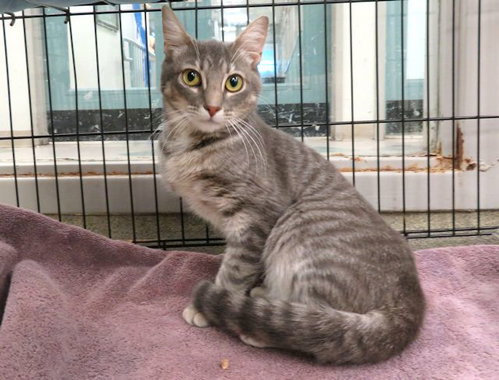 SUMMER, Adult Domestic Short Hair (medium coat), cat for adoption in Edmond, Oklahoma