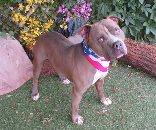 ELWOOD, an adoptable American Pit Bull Terrier in Oklahoma City, OK