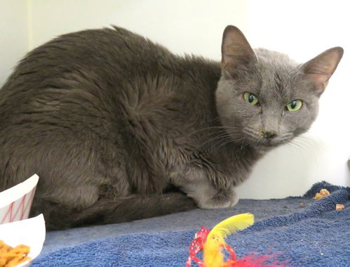 A475396, an adoptable Domestic Short Hair in Oklahoma City, OK
