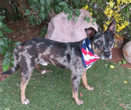 BOOMERANG, an adoptable Australian Cattle Dog in Oklahoma City, OK