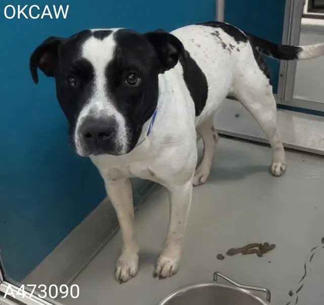 Snoop - Pit Bull Terrier